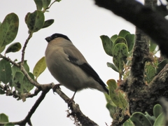Pyrrhula murina