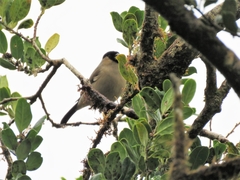 Pyrrhula murina