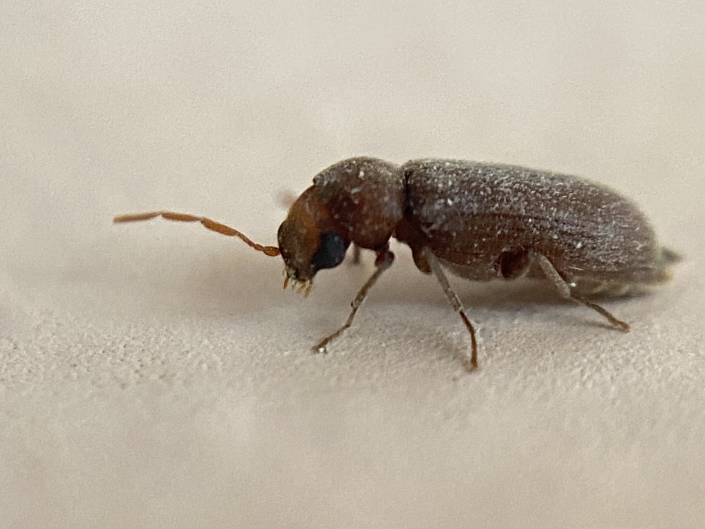 Oligomerus ptilinoides