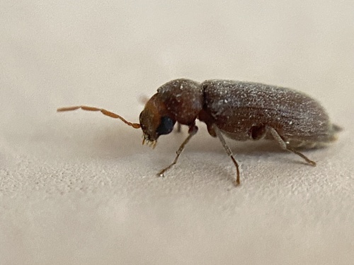 Oligomerus ptilinoides
