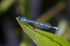 Enallagma laterale