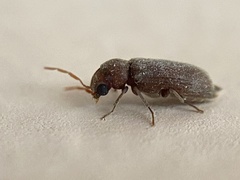Oligomerus ptilinoides