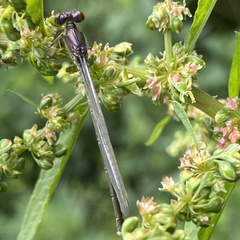 Erythromma