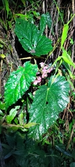 Begonia lukuana