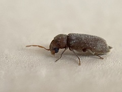 Oligomerus ptilinoides