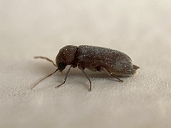 Oligomerus ptilinoides