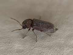Oligomerus ptilinoides