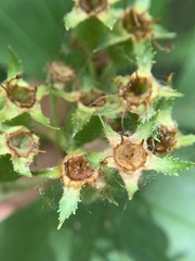 Crataegus macracantha