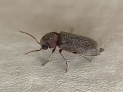 Oligomerus ptilinoides