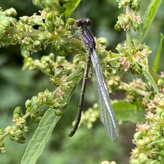 Erythromma