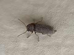 Oligomerus ptilinoides