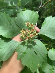 Crataegus macracantha