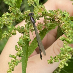 Erythromma