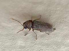 Oligomerus ptilinoides