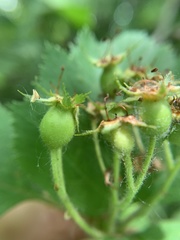 Crataegus macracantha