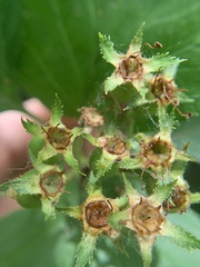 Crataegus macracantha