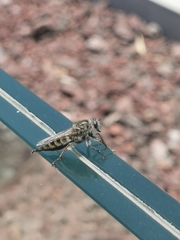 Promachus vexator