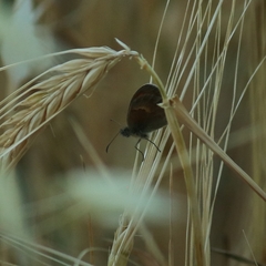 Coenonympha