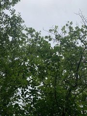 Crataegus macracantha