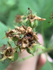 Crataegus macracantha