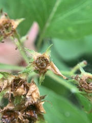 Crataegus macracantha