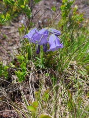 Campanula alpina