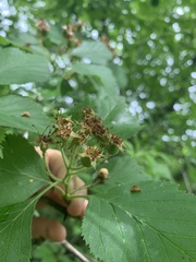 Crataegus macracantha