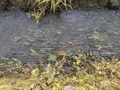 Potamogeton wrightii