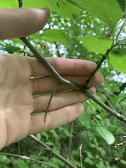 Crataegus macracantha