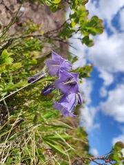 Campanula alpina