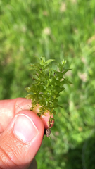 Plagiomnium undulatum