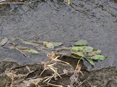 Potamogeton wrightii
