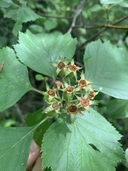 Crataegus macracantha