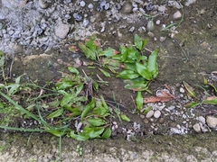 Potamogeton wrightii