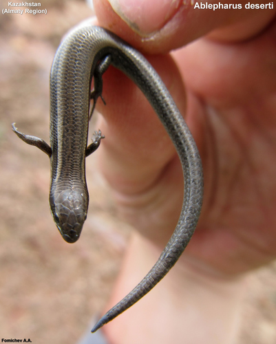 Ablepharus deserti