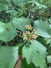 Crataegus macracantha