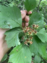 Crataegus macracantha