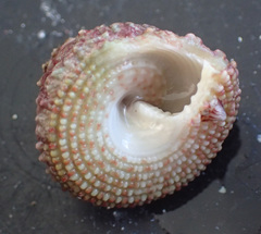 Trochus histrio