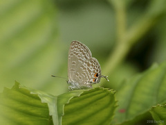 Catopyrops ancyra