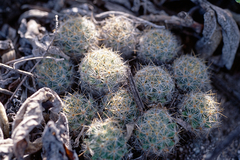 Mammillaria prolifera arachnoidea