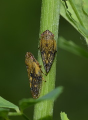 Omalophora pectoralis