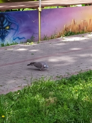 Columba palumbus