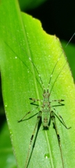 Phaneroptera nigroantennata