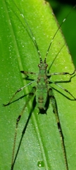 Phaneroptera nigroantennata
