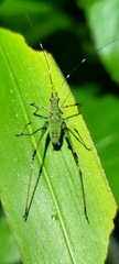 Phaneroptera nigroantennata
