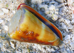 Conus flavidus