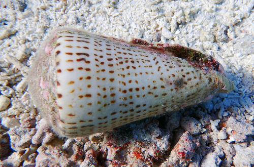 Leopard Cone