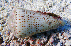 Conus leopardus