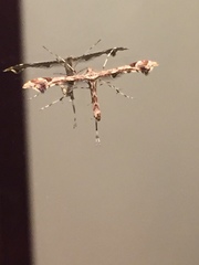 Amblyptilia pica