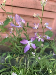 Matthiola longipetala